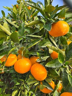 2025_1108_1440_24219