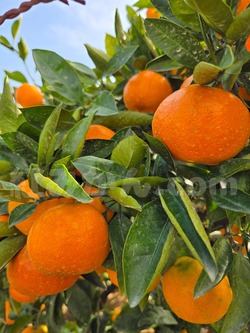 2025_1108_1450_12169