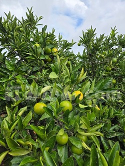 2025_1011_1532_36610