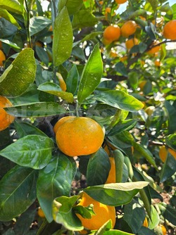 2025_1101_1425_37567