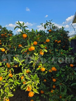 2025_1116_1000_33680