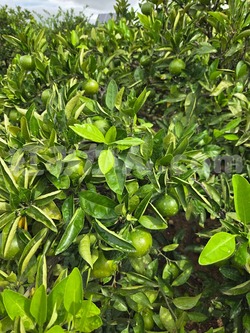 2025_1011_1539_43730