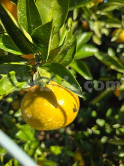 2025_1101_1409_45671