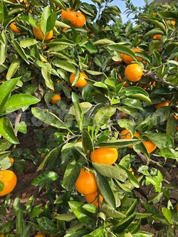 2025_1108_1438_44467