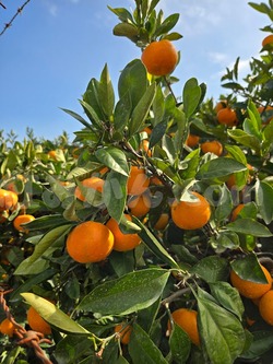 2025_1108_1447_34705