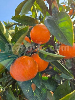 2025_1116_1010_20670