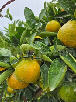 2025_1027_1357_36704