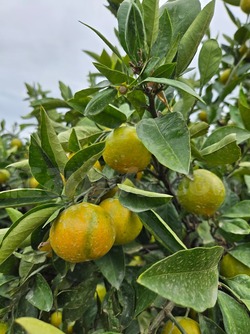 2025_1027_1356_28419