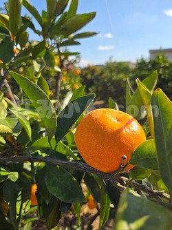 2025_1116_1008_57541