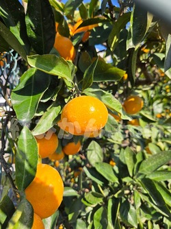 2025_1101_1417_44063