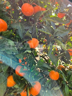 2025_1116_1011_03358