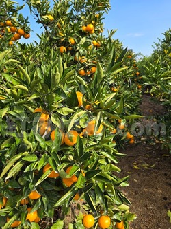 2025_1108_1444_05542