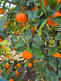 2025_1116_1012_15685