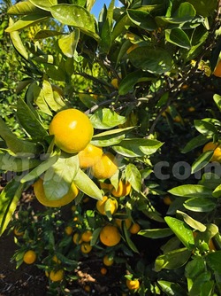 2025_1101_1412_07049