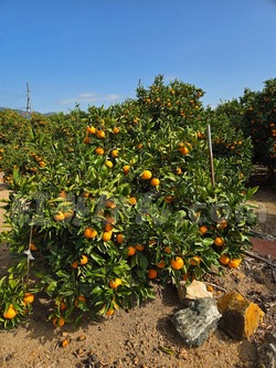 2025_1108_1445_07914