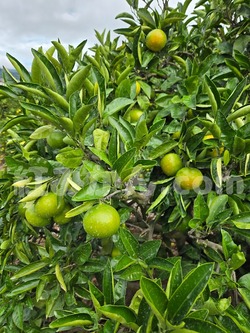 2025_1011_1538_04650