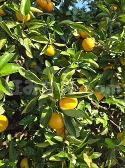 2025_1101_1410_53022