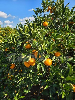 2025_1116_1006_51510