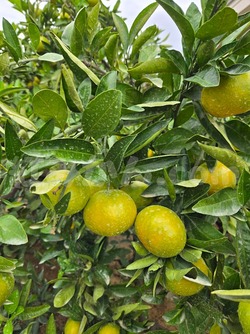 2025_1027_1348_24062