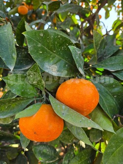 2025_1116_1012_42682