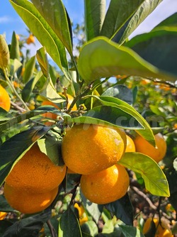 2025_1101_1419_39977