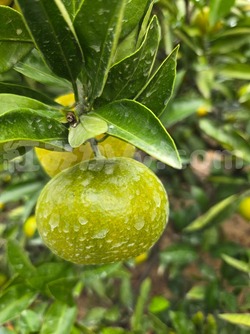 2025_1027_1352_44777