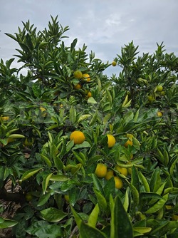 2025_1027_1353_29515