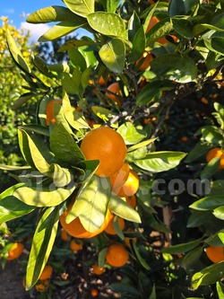 2025_1116_1006_05860