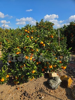 2025_1116_1007_55759