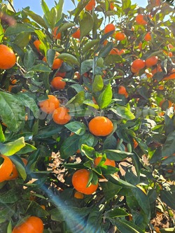 2025_1116_1009_51345