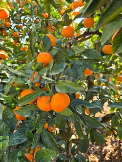 2025_1116_1010_38237