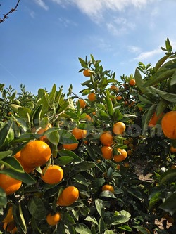 2025_1108_1448_33359