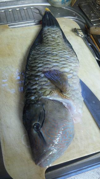 ナポレオンフィシュ 別名 眼鏡持ちの魚 ヒロサー を料理しました Benkei4873のblog
