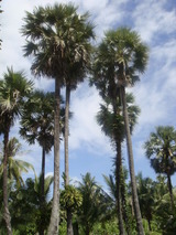 tall palm tree