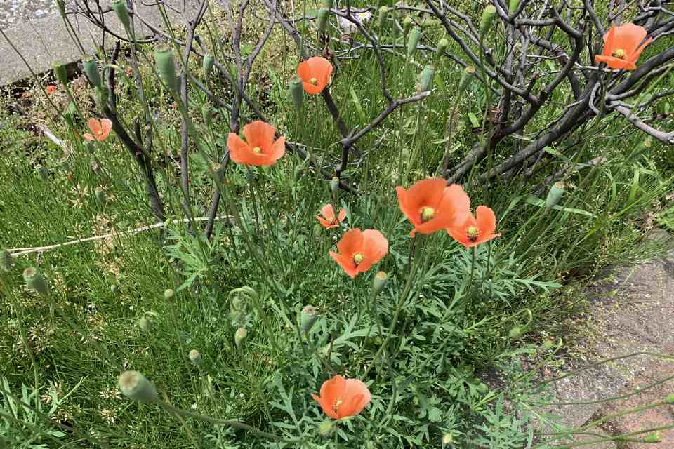 道端の草花 みちくさ 道端の草花 みちくさ