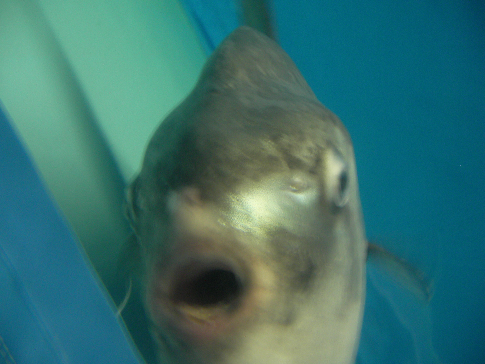 九州４ 水族館編 Yukihide Benny S World