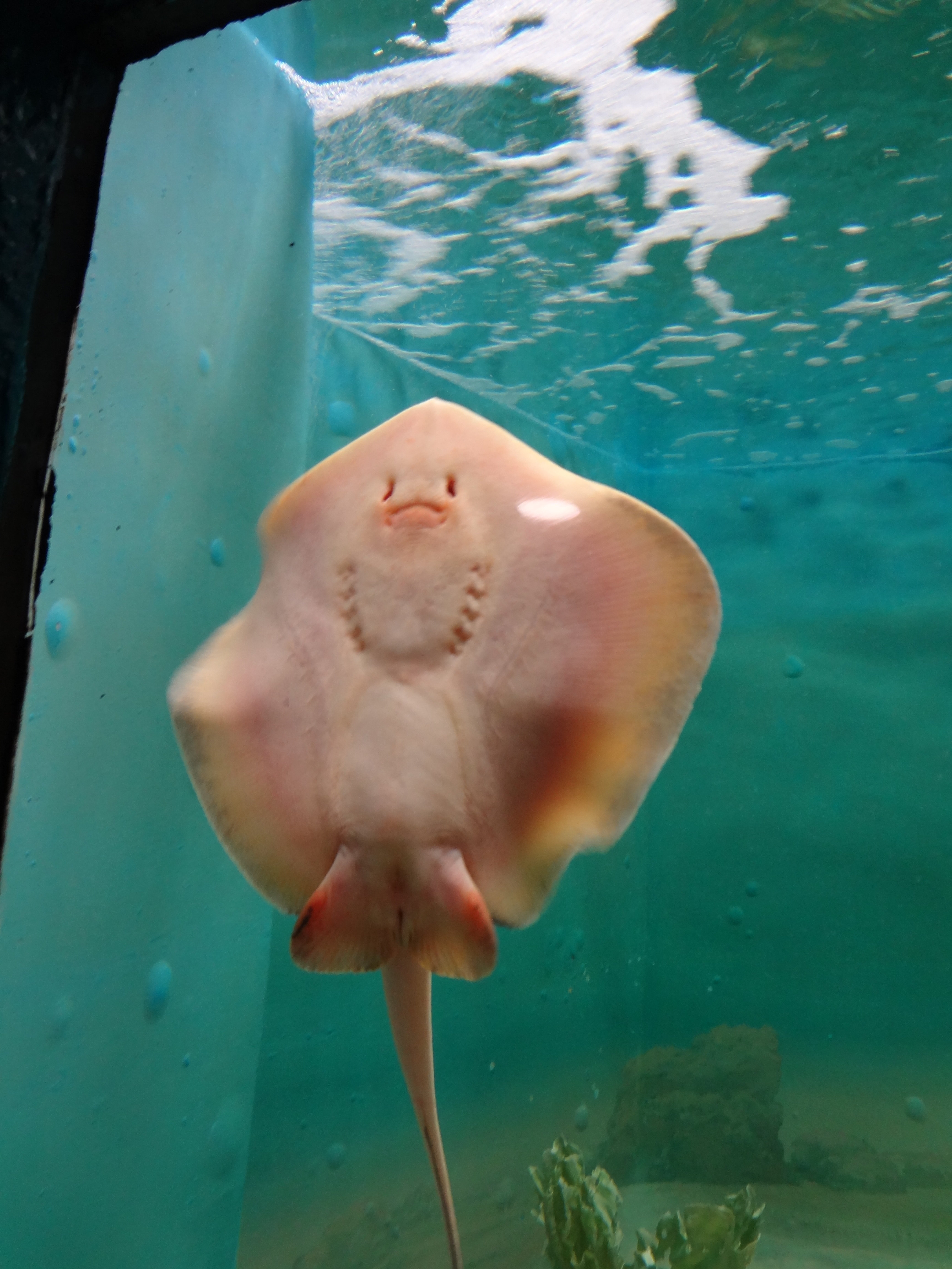 マリンピア松島 Yukihide Benny S World