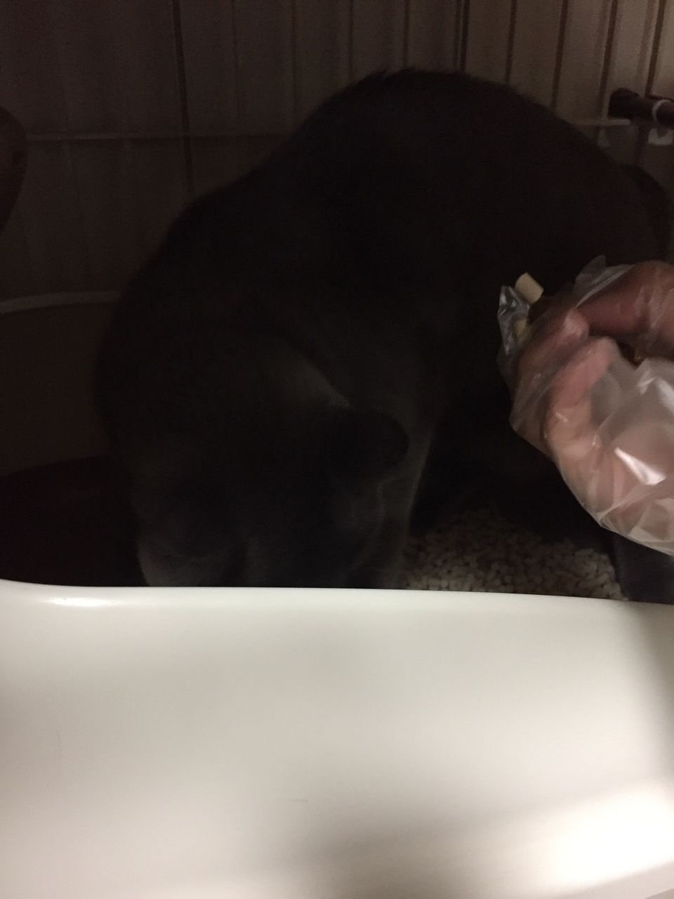 猫のトイレ うんち処理 追記あり 猫のベンタとあおりんご 猫のトイレ うんち処理 追記あり 猫のベンタとあおりんご