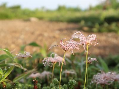 黒部縦走2019夏（２）