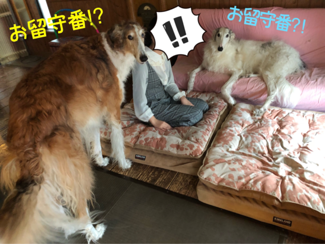 61a9e81c.png