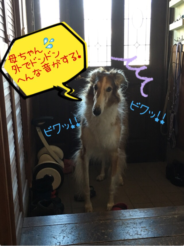 ビビり犬ボルゾイ Beny Beny