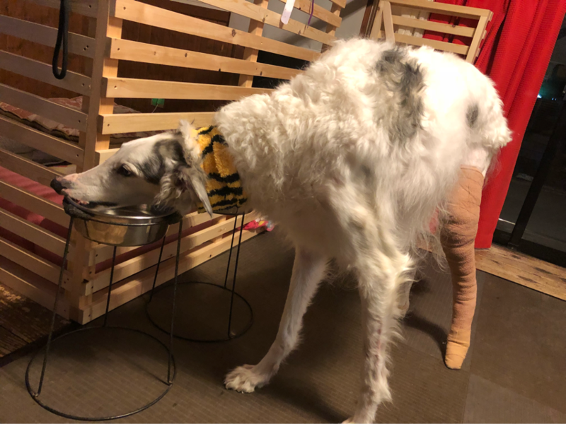 ボルゾイの骨折 入院 手術 治療費 Beny Beny