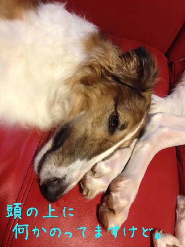 おデブなボルゾイ兄弟 U X U Beny Beny おデブなボルゾイ兄弟 U X U Beny Beny