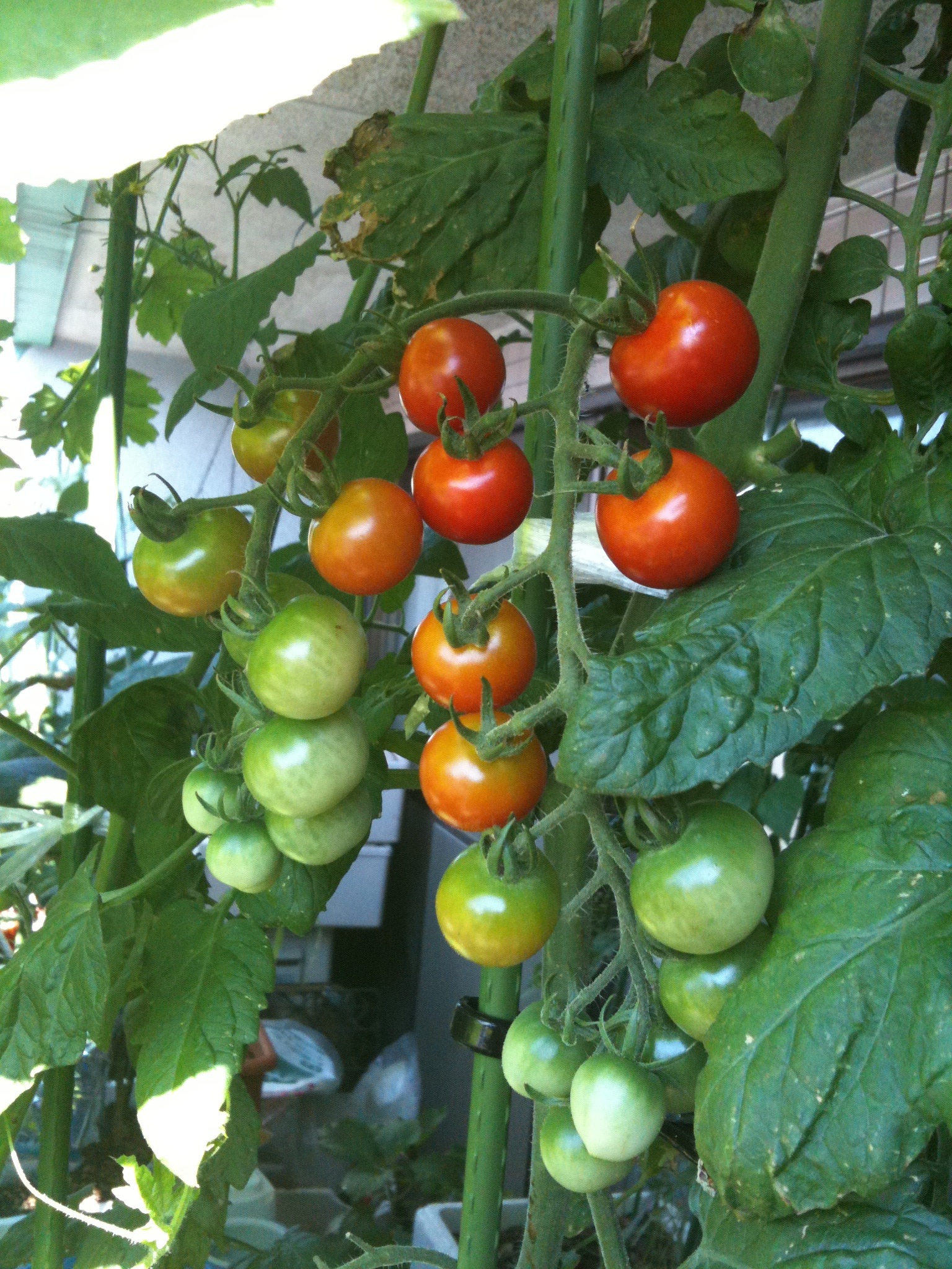 ミニトマト なぜ鈴なりにならないのか ベランダ菜園でまったりライフ