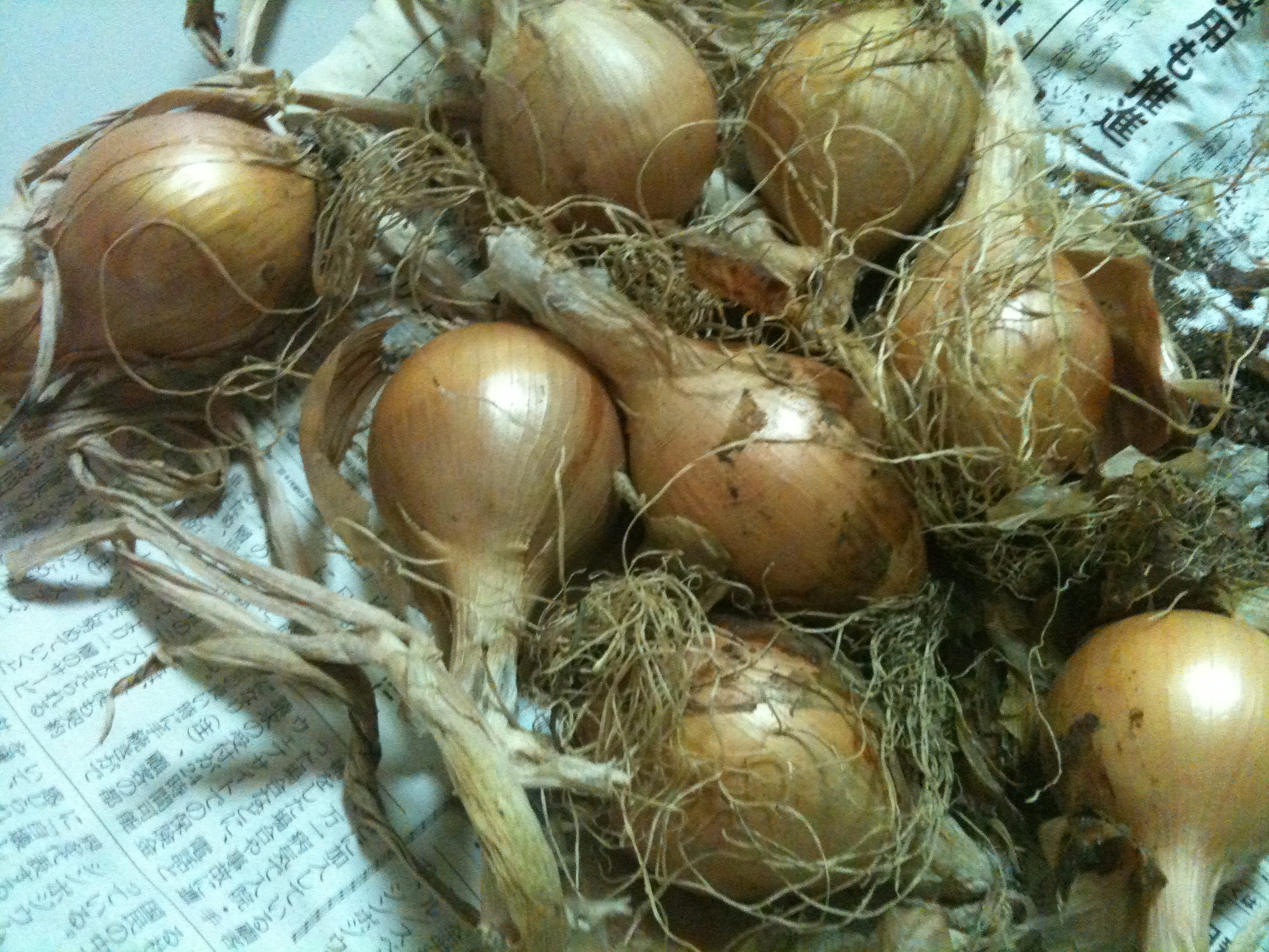 ベランダ菜園でまったりライフ 玉ねぎ