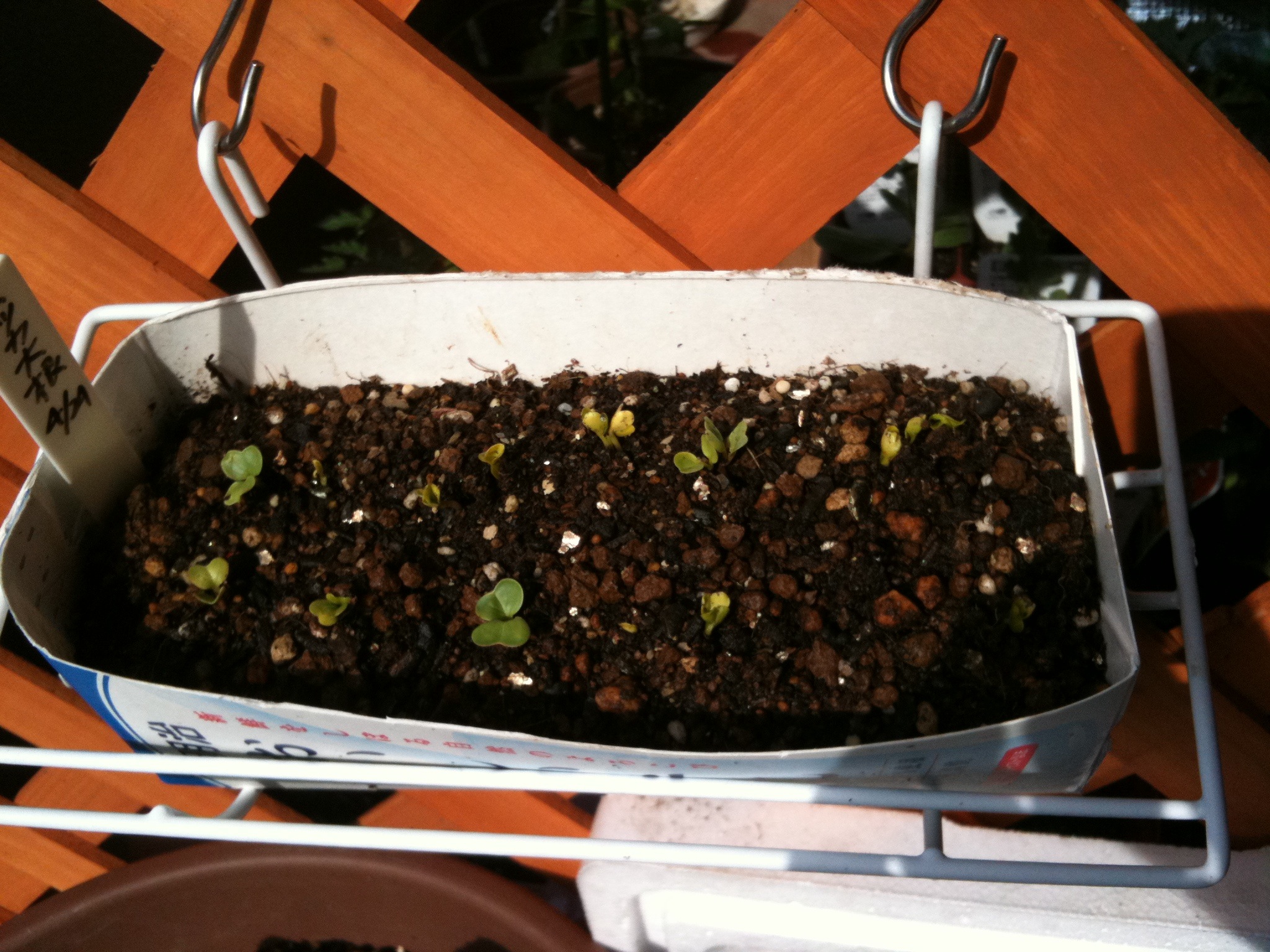 牛乳パックで二十日大根 ベランダ菜園でまったりライフ