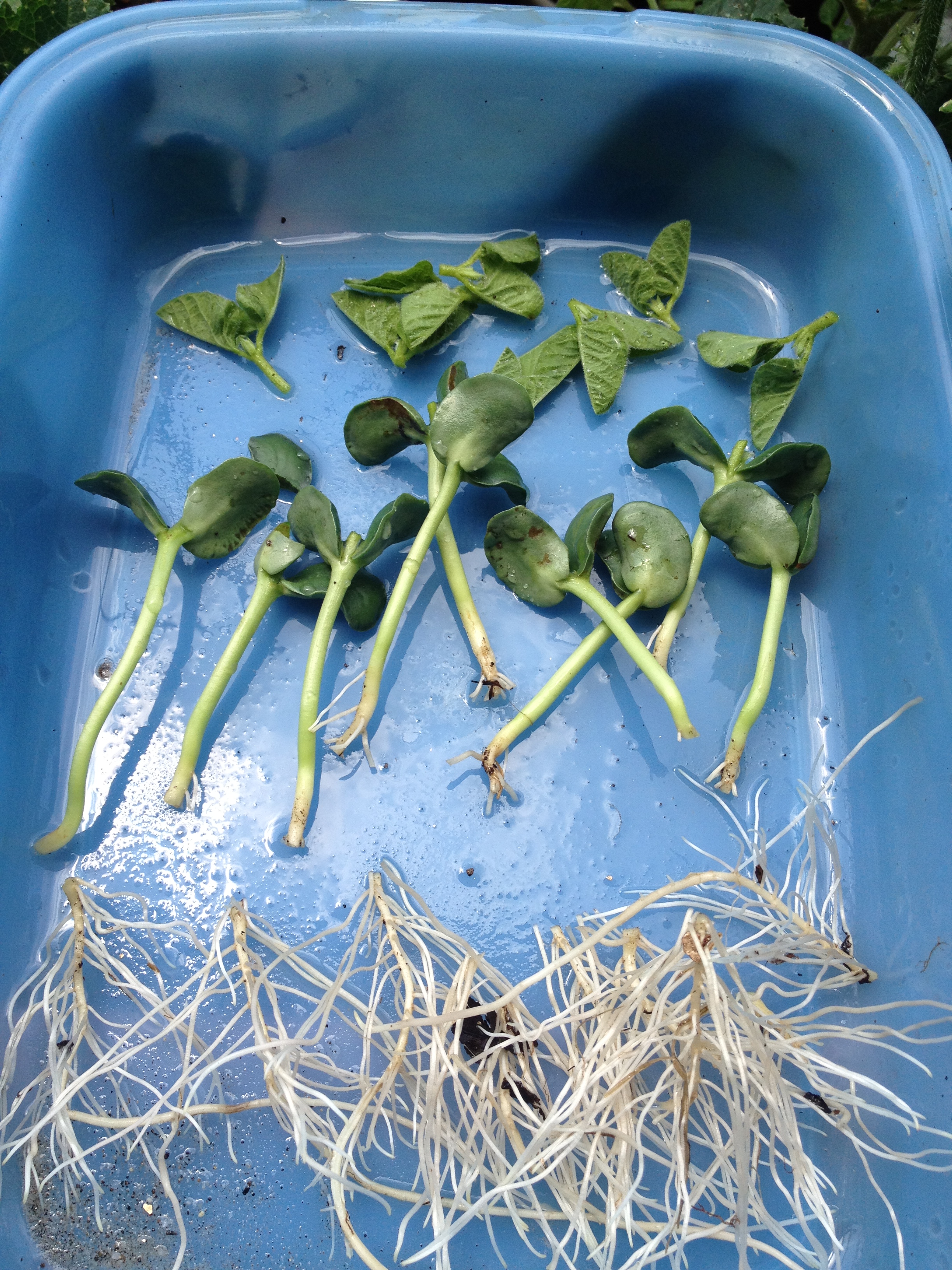 枝豆 断根摘心 キャ S ベランダ菜園でまったりライフ