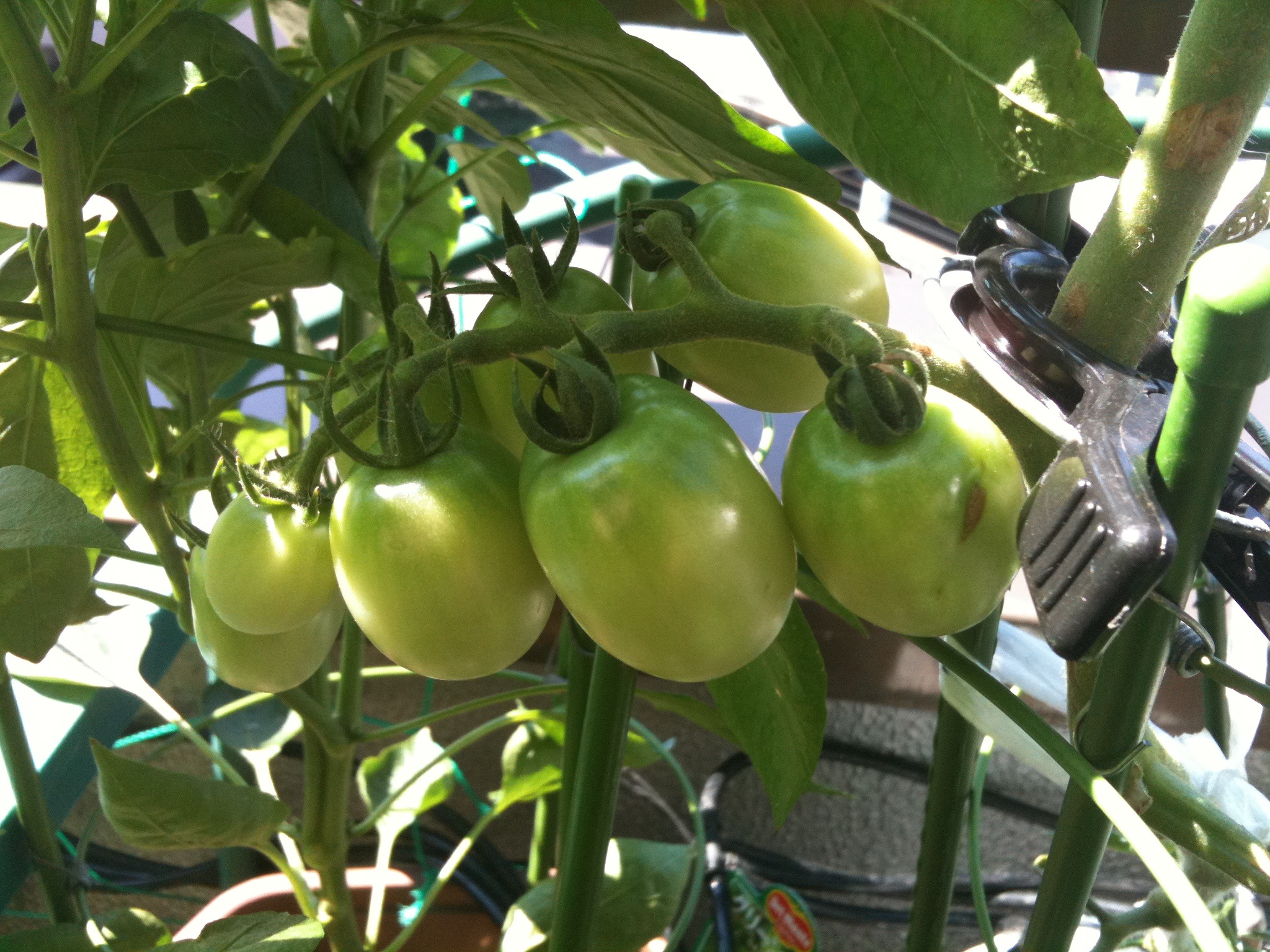 ミニトマト なぜ鈴なりにならないのか ベランダ菜園でまったりライフ