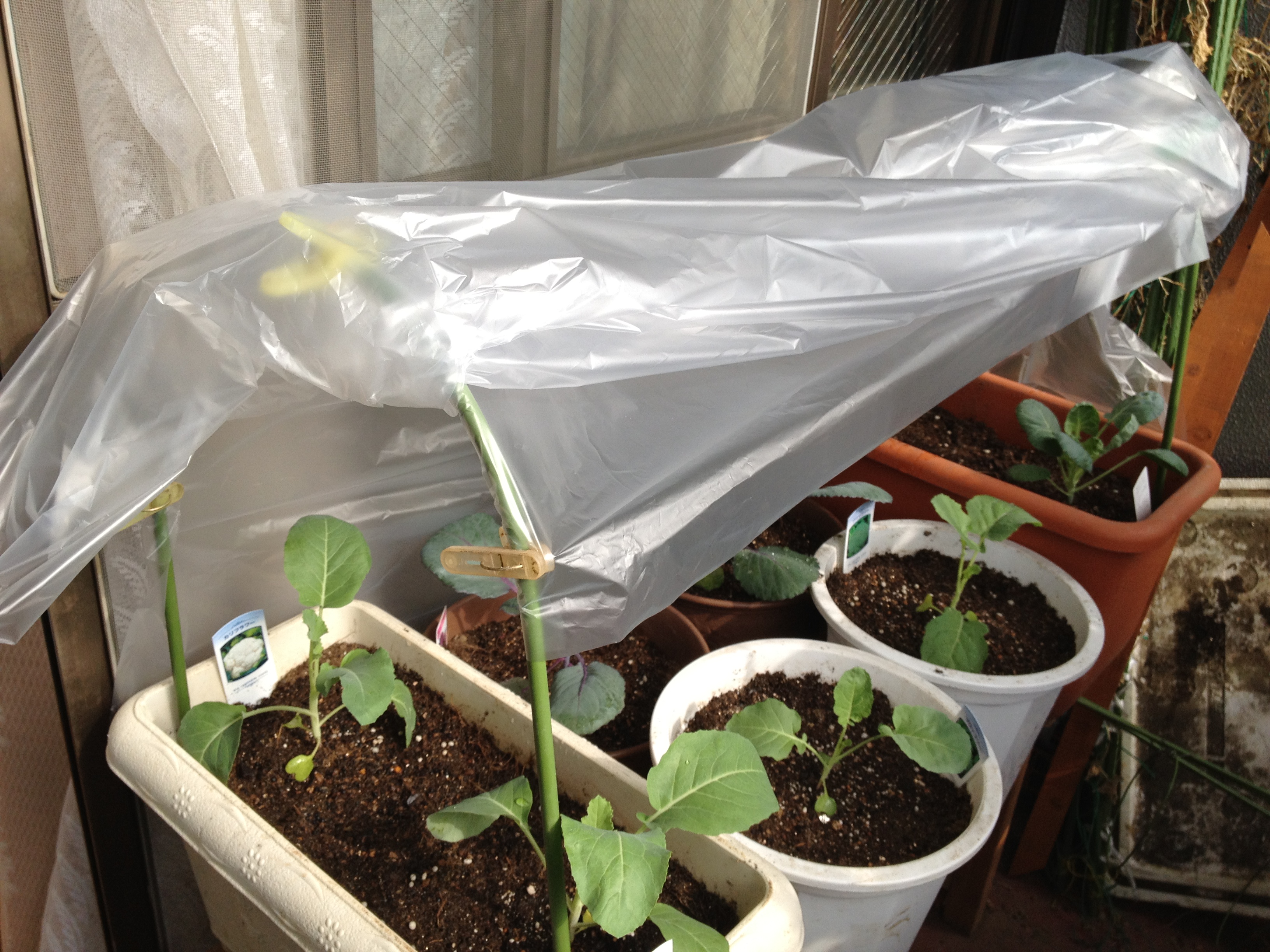 ベランダでミニビニールハウスもどきを手作り ベランダ菜園でまったりライフ