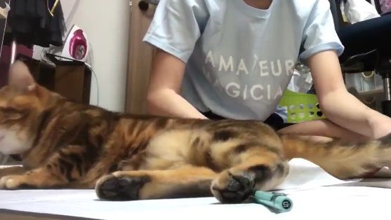 かまってちゃんの日本の猫（海外の反応）